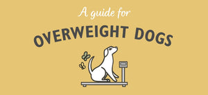 OVERWEIGHT DOGS