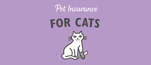 INSURING YOUR CAT