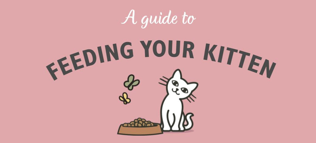 FEEDING YOUR KITTEN